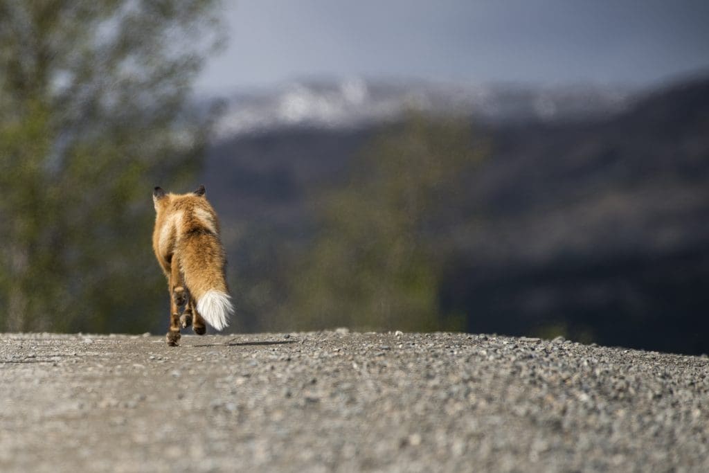 The Elusive Red Fox: Wildlife of the Week – 2022 Week 18 10 A Red Fox on the Denali Park Road in Denali National Park and Preserve