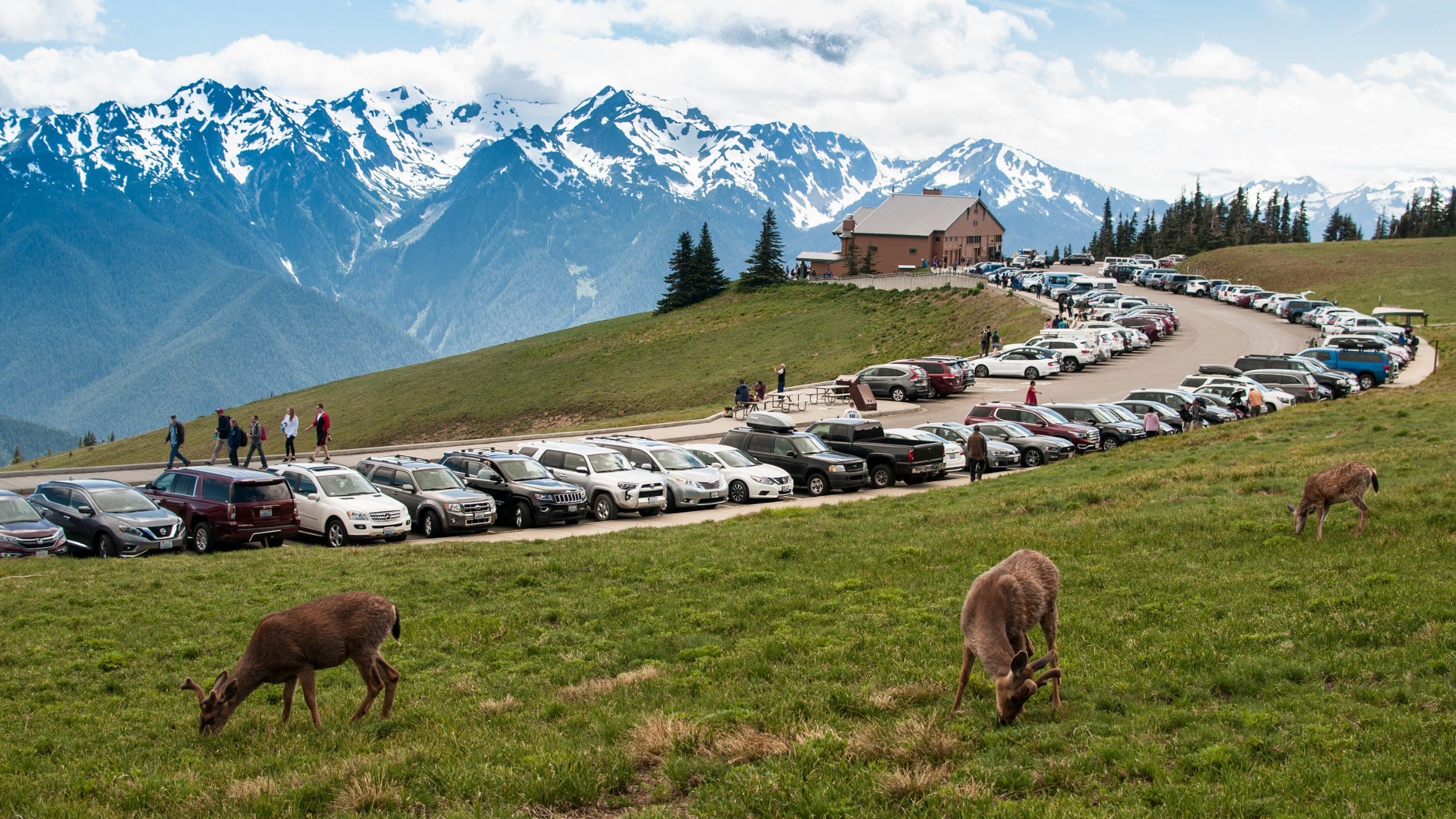 Busy Hurricane Ridge in Olympic National Park