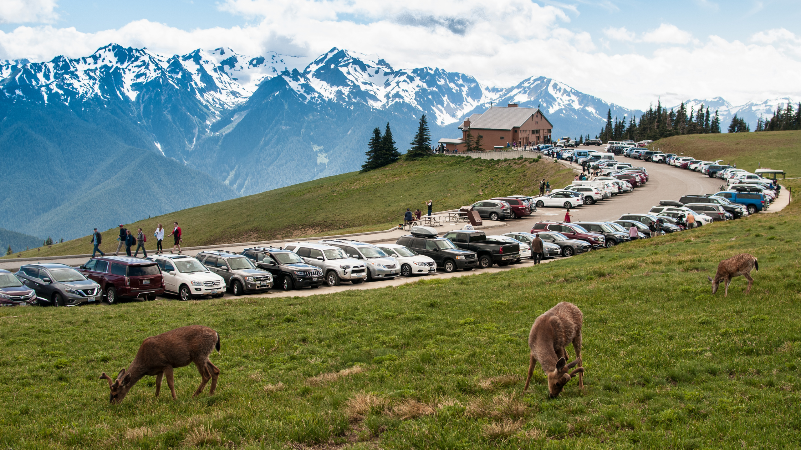 Busy Hurricane Ridge in Olympic National Park