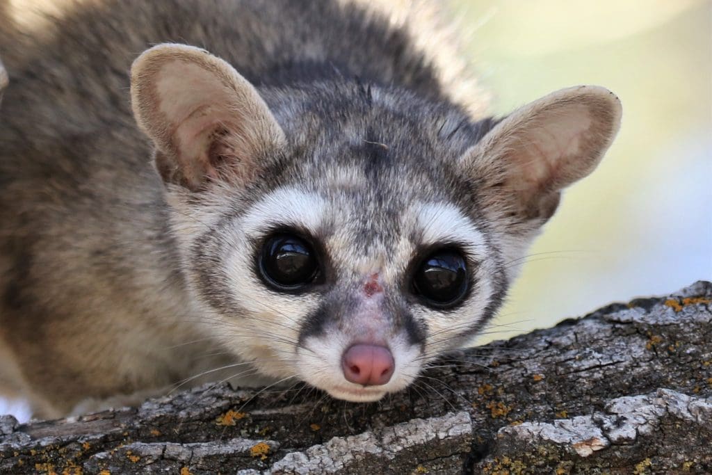 The Cunning Ringtail: Wildlife of the Week – 2022 Week 20 6 Ringtail Cat Closeup