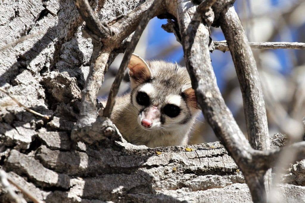 The Cunning Ringtail: Wildlife of the Week – 2022 Week 20 9 Ringtail Cat released to Jack's Valley open space