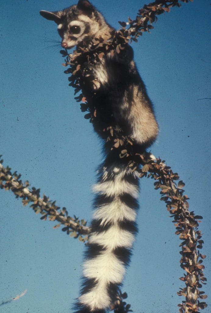 The Cunning Ringtail: Wildlife of the Week – 2022 Week 20 10 Ringtail in Saguaro National Park