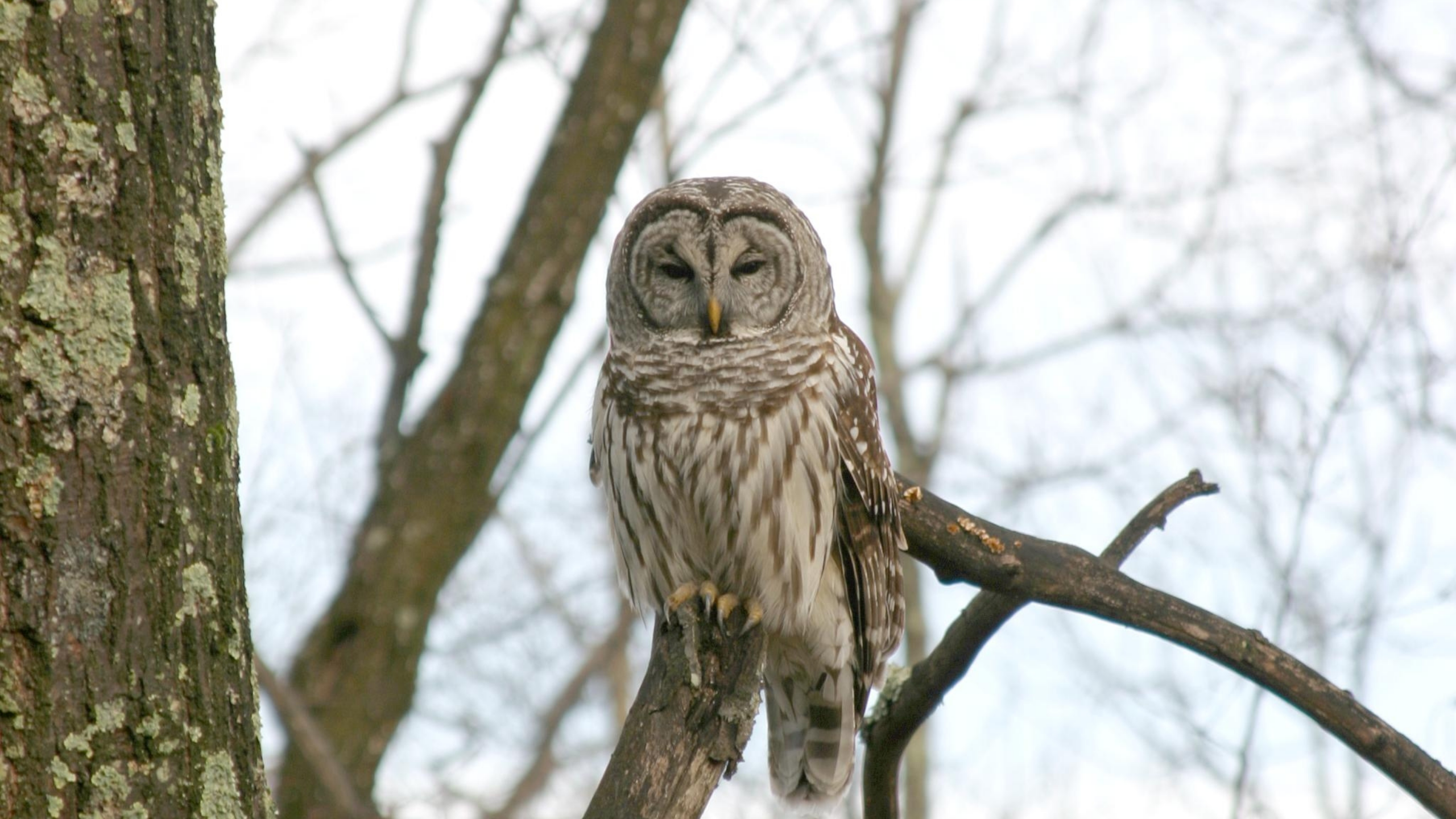 Barred Owl in Shenandoah National Park