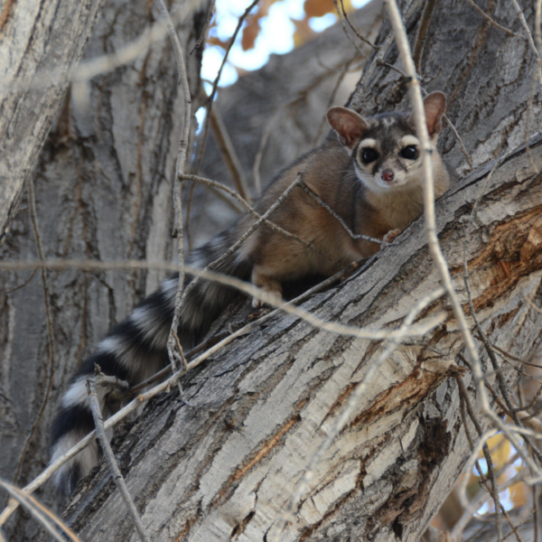 The Cunning Ringtail: Wildlife of the Week – 2022 Week 20