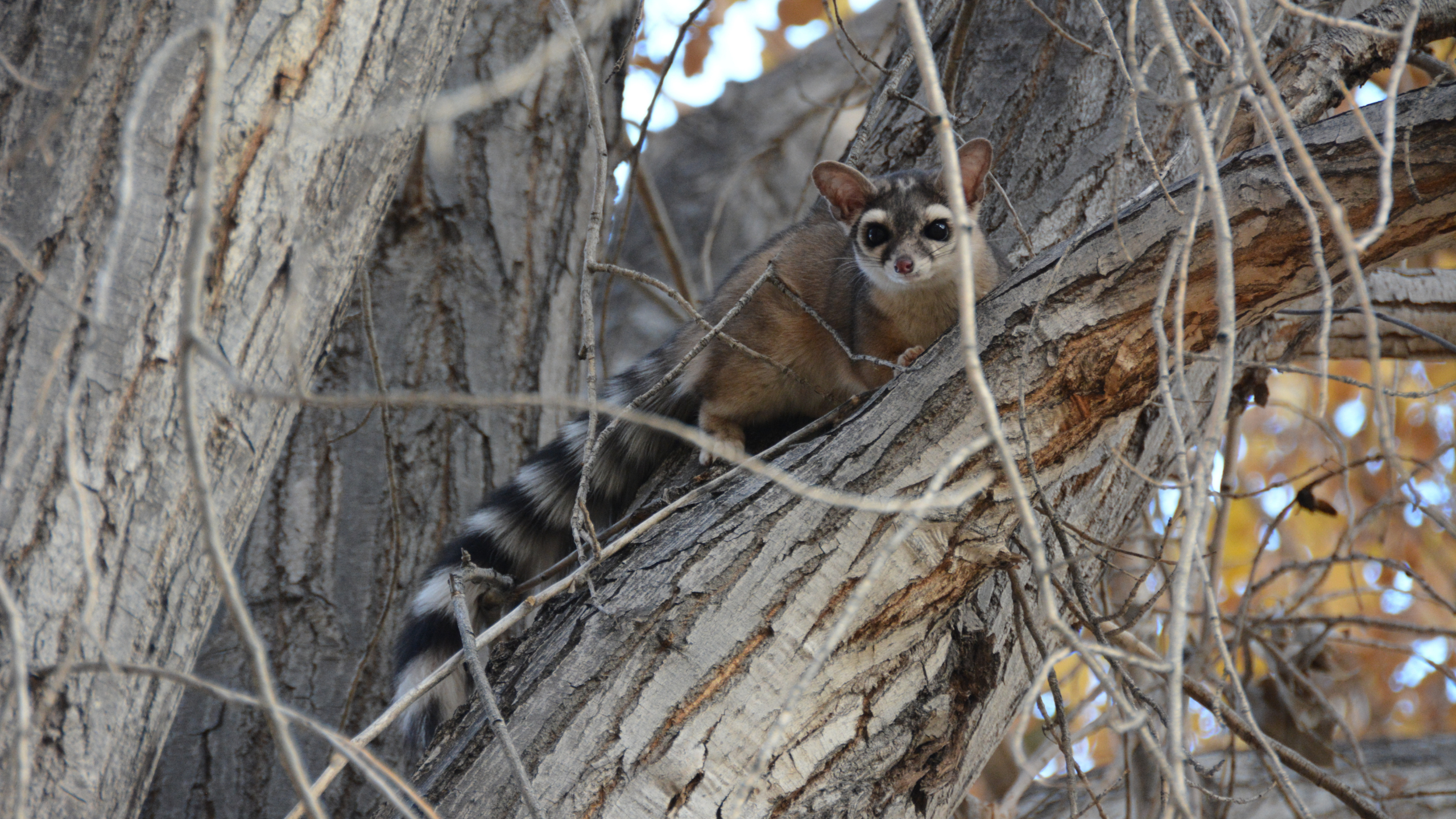 Ringtail (Bassariscus astutus) in Capital Reef National Park