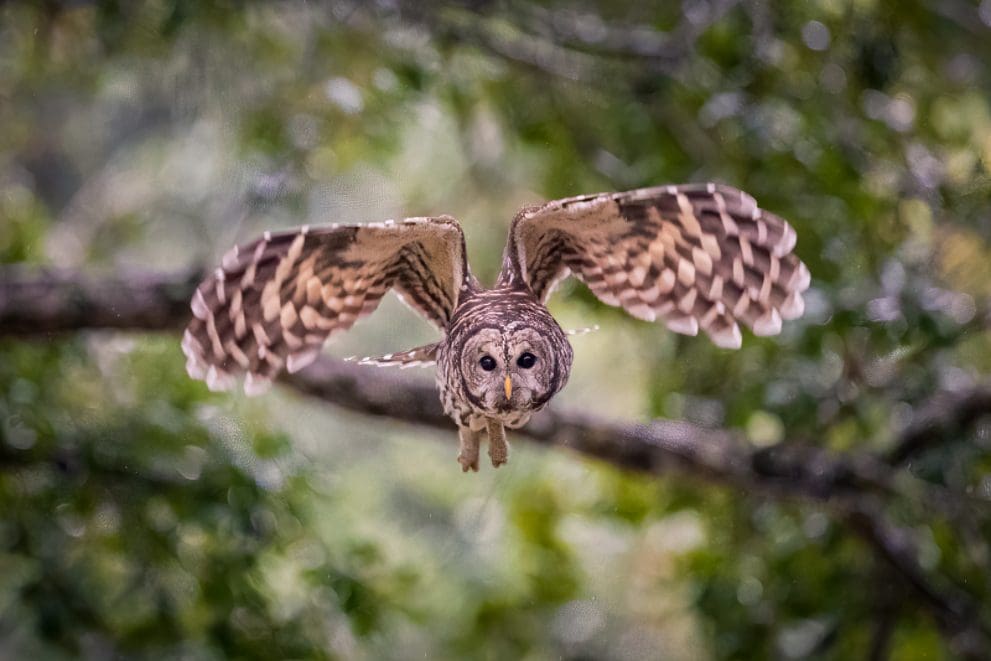 Barred Owl in Flight