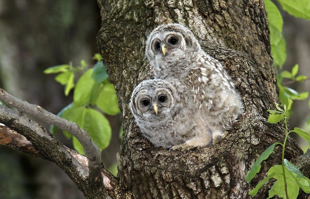 The Opportunistic Barred Owl: Wildlife of the Week – 2022 Week 17 7 Barred owl chicks at nest just prior to fledging