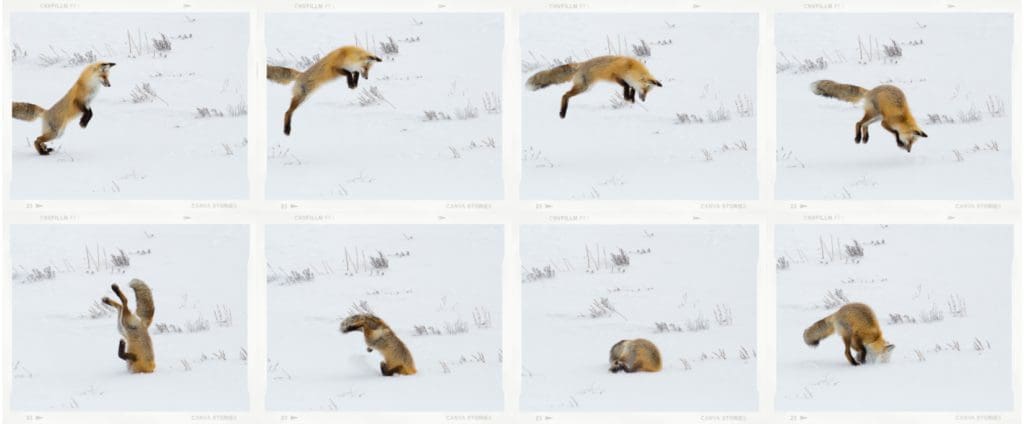 The Elusive Red Fox: Wildlife of the Week – 2022 Week 18 8 Hunting Red Fox in Hayden Valley in Yellowstone National Park