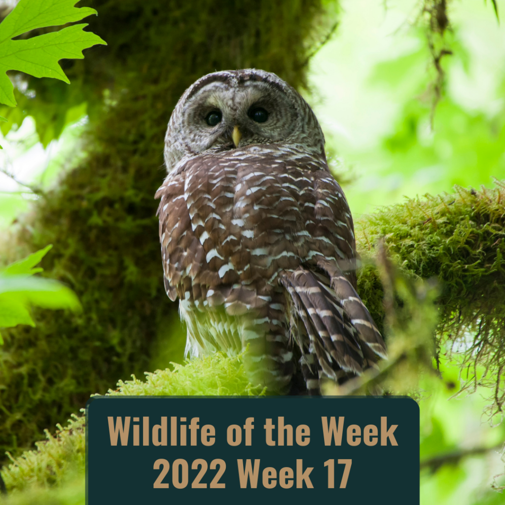 Barred Owl in Olympic National Park