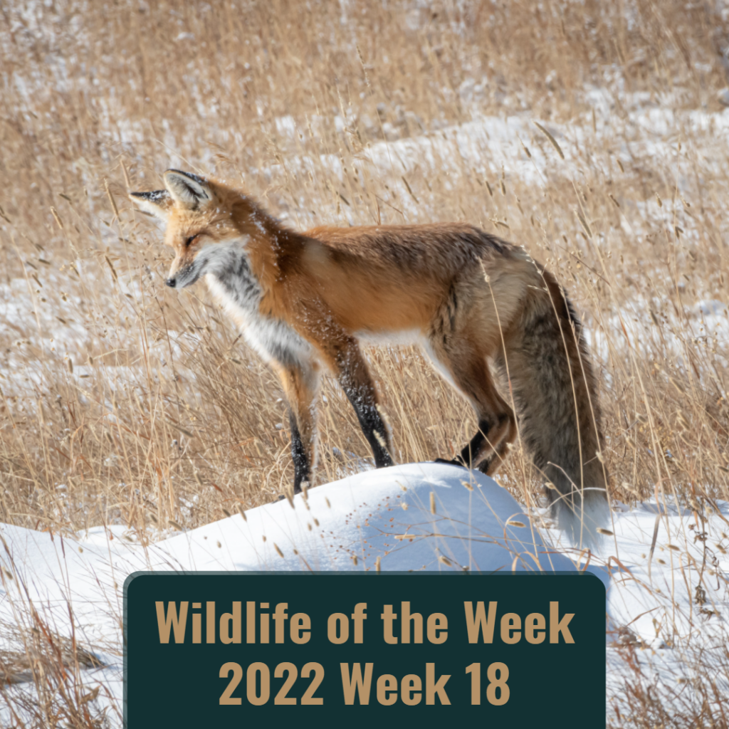 Red Fox in Yellowstone National Park
