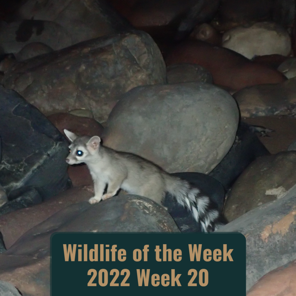 Ringtail Cat in Grand Canyon National Park