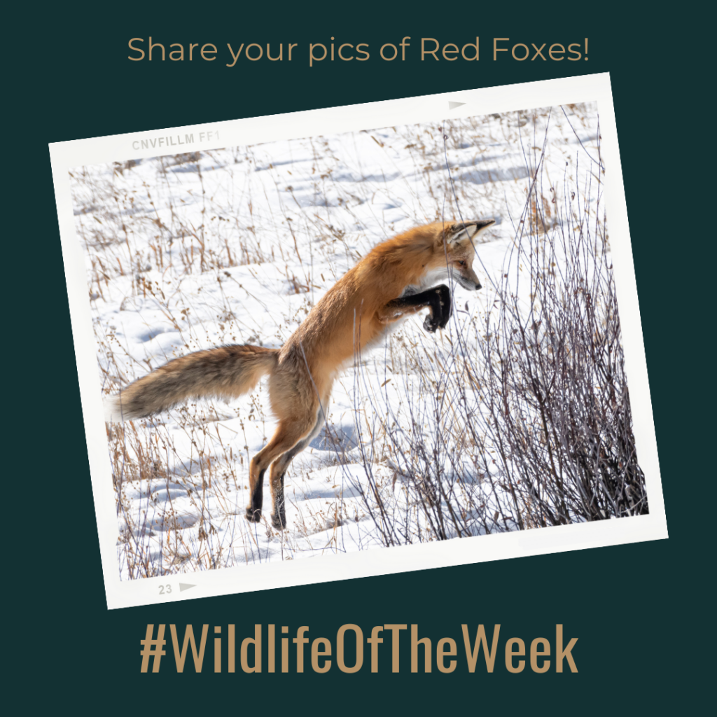 WildlifeOfTheWeek Week 18 Photo Share Instagram 1