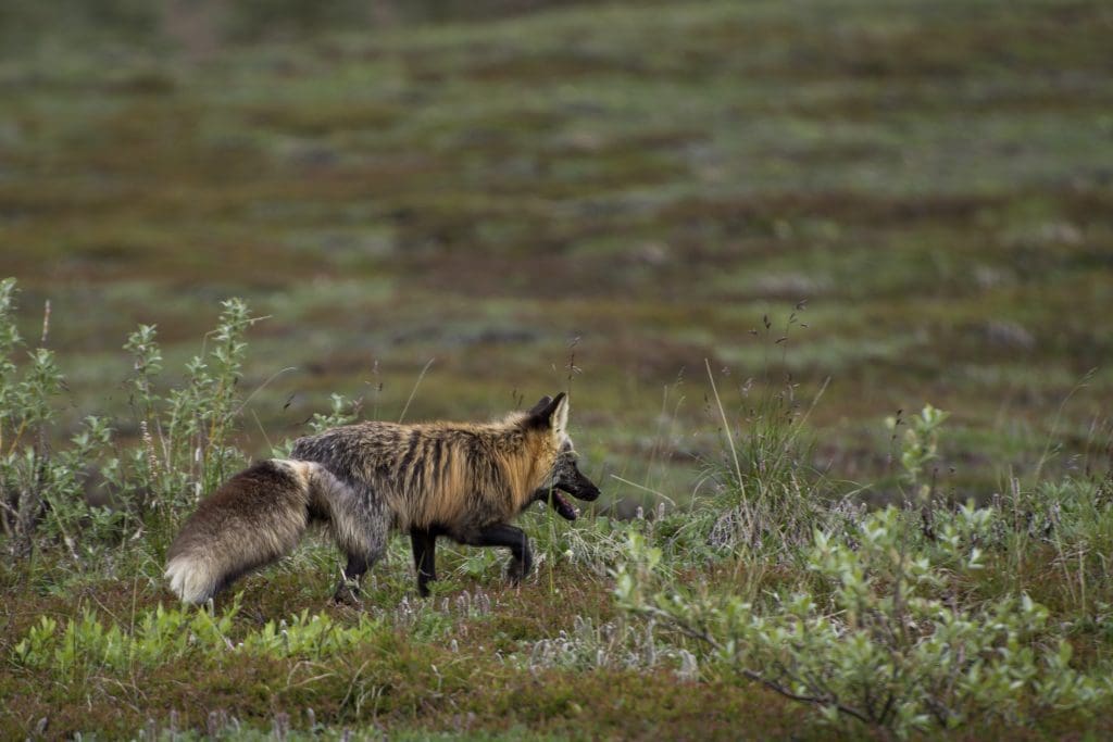 The Elusive Red Fox: Wildlife of the Week – 2022 Week 18 6 Red Fox in Denali National Park and Preserve
