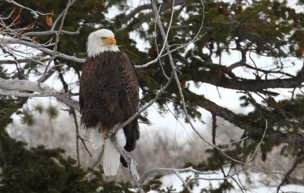 The Majestic Bald Eagle: Wildlife of the Week – 2023 Week 17 6 Bald eagle