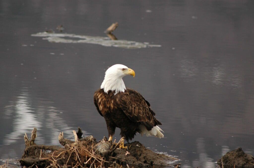 The Majestic Bald Eagle: Wildlife of the Week – 2023 Week 17 9 Bald Eagle feeding on a river bank.