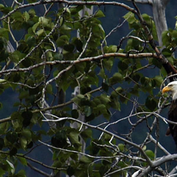 The Majestic Bald Eagle: Wildlife of the Week – 2023 Week 17