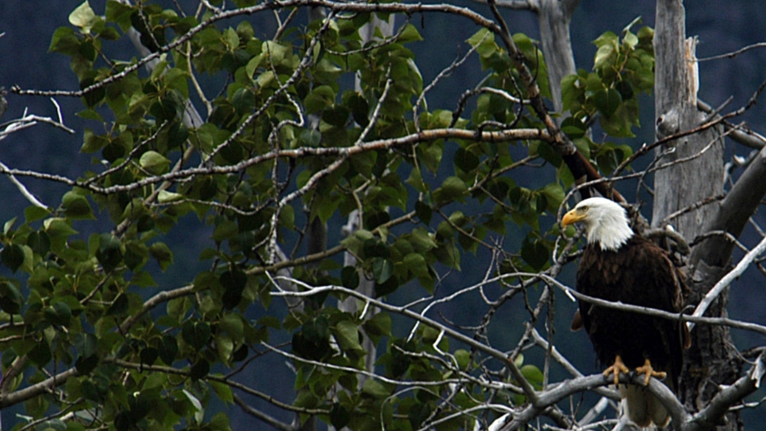 A bald eagle sits among twisted branches in tree.