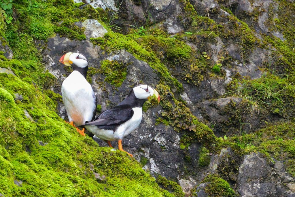 The Beautiful Horned Puffin: Wildlife of the Week – 2023 Week 16 6 Two Horned Puffin on moss and green foliage covered rock cliff