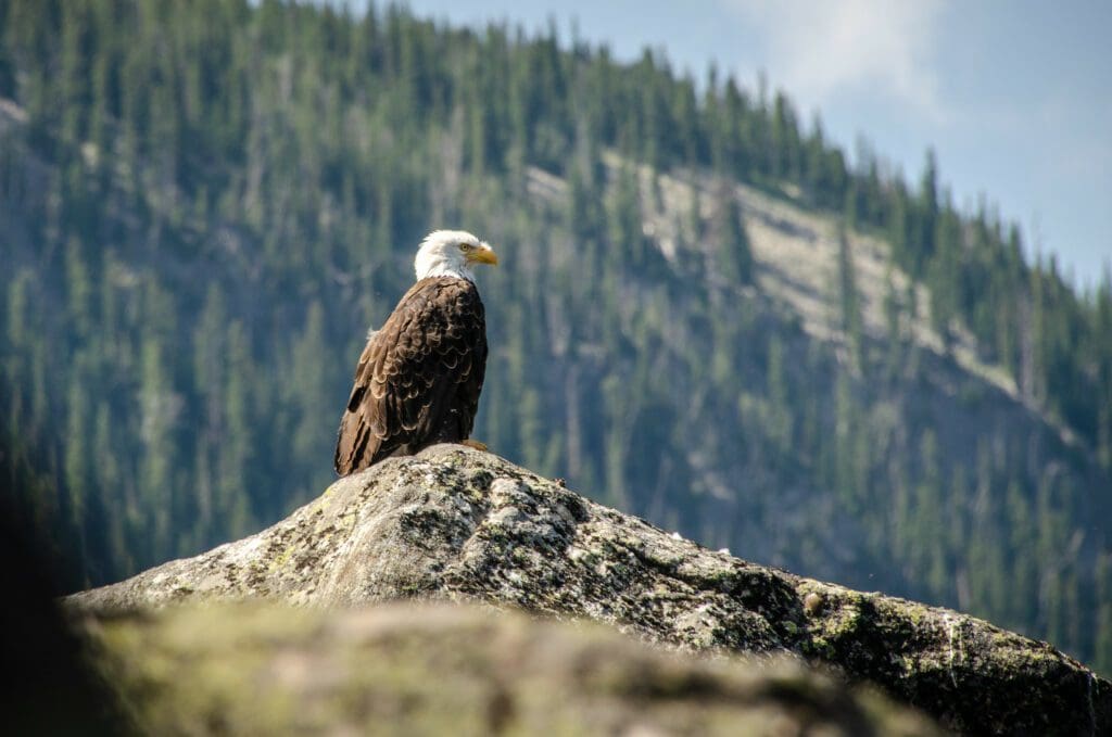 The Majestic Bald Eagle: Wildlife of the Week – 2023 Week 17 10 A bald eagle perches on a rock
