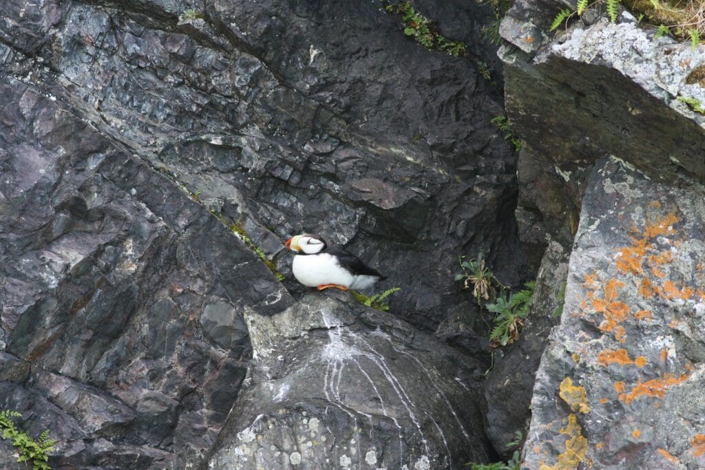 The Beautiful Horned Puffin: Wildlife of the Week – 2023 Week 16 10 Horned Puffin on rock ledge under overhang