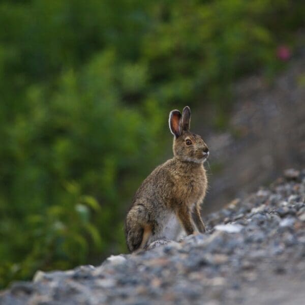 The Mesmerizing Snowshoe Hare: Wildlife of the Week – 2023 Week 15