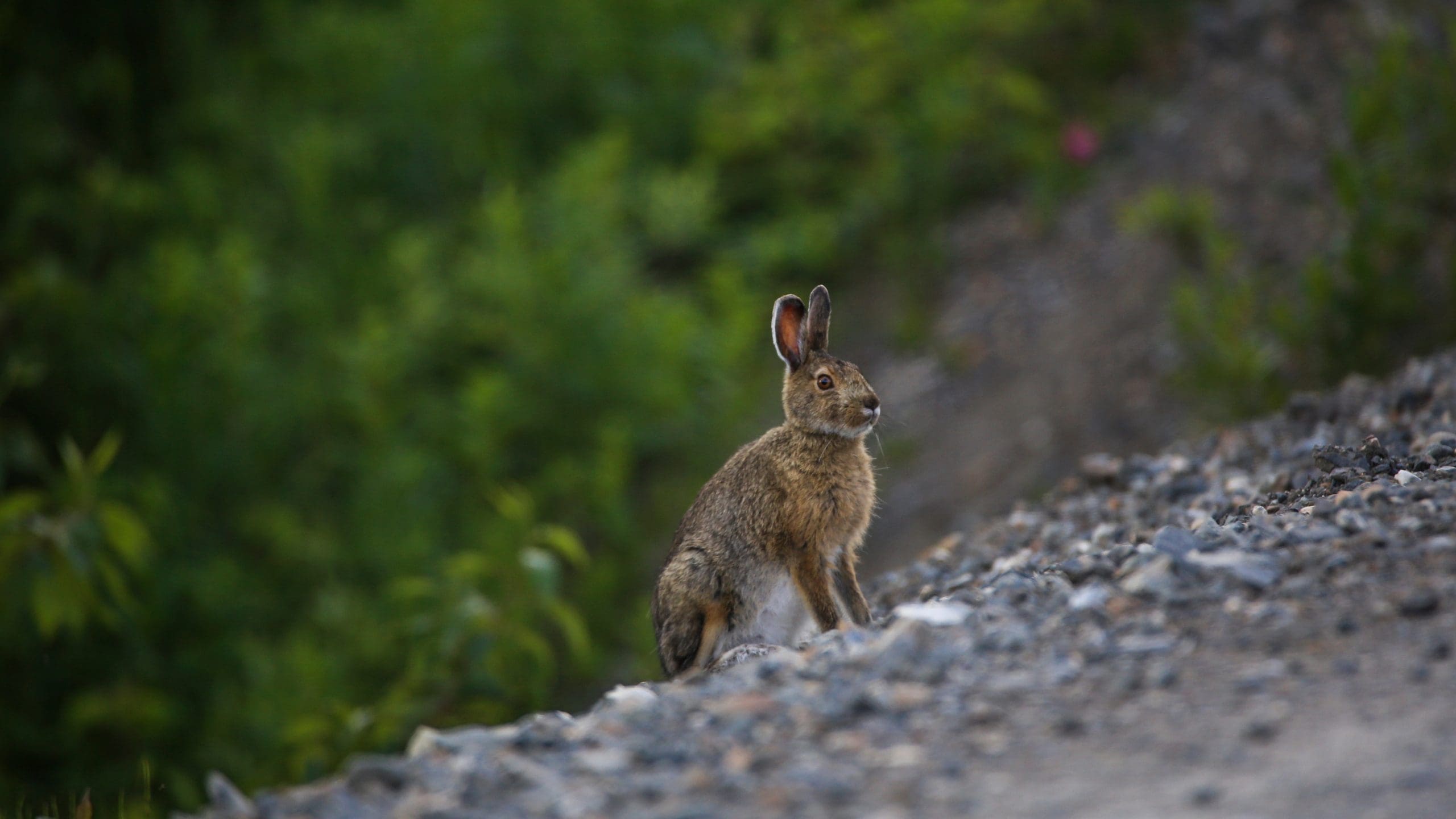 a hare sitting on the side of a dirt road