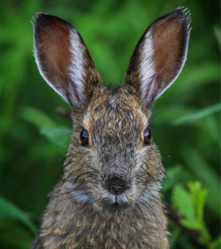 The Mesmerizing Snowshoe Hare: Wildlife of the Week – 2023 Week 15 6 a damp snowshoe hare