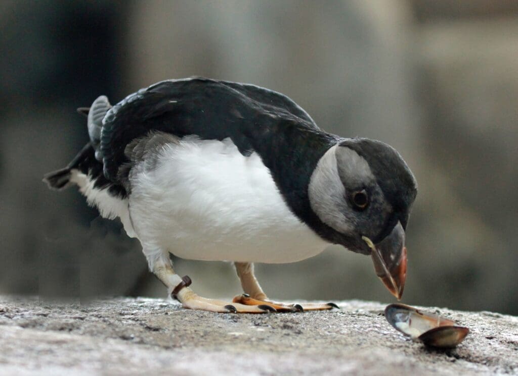 The Beautiful Horned Puffin: Wildlife of the Week – 2023 Week 16 7 Juvenile Horned Puffin eating clam on rock surface