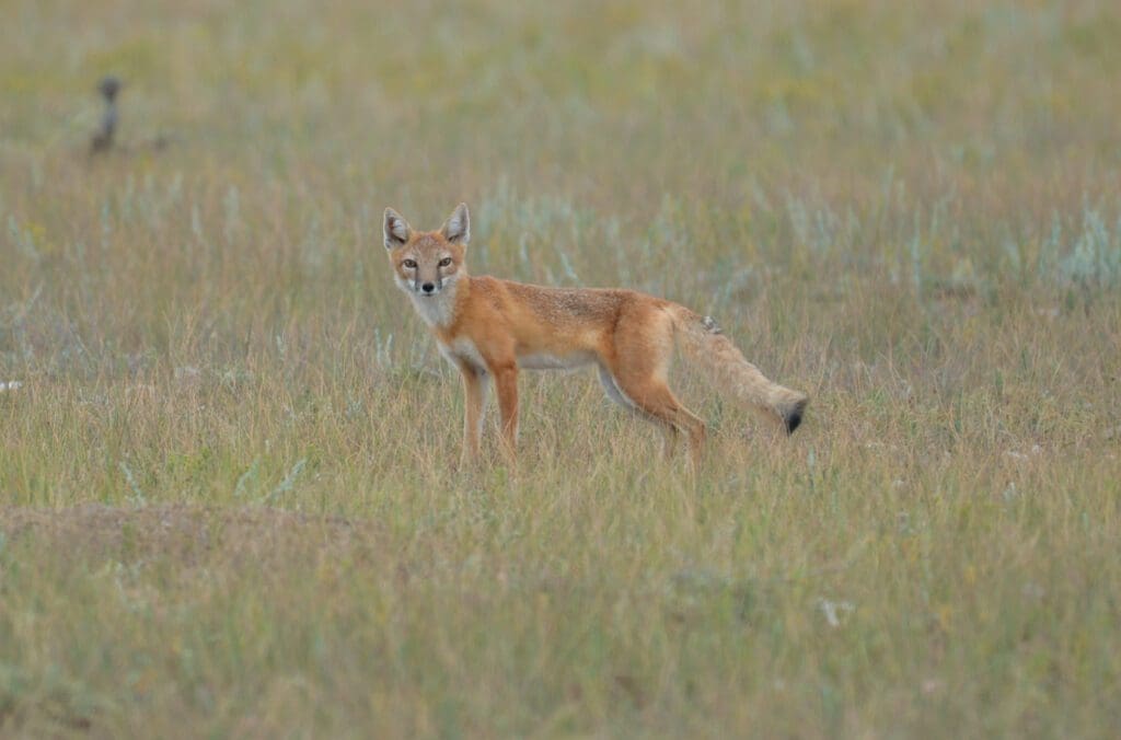 The Swift Fox: Wildlife of the Week – 2023 Week 18 6 A Swift Fox in grasslands