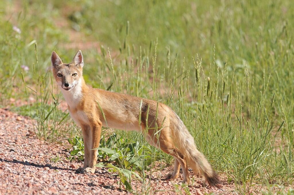 The Swift Fox: Wildlife of the Week – 2023 Week 18 9 A Swift Fox standing on the edge of a rock road with tall grass behind