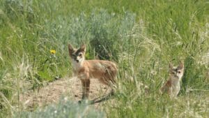 2 Swift Foxes in tall grass