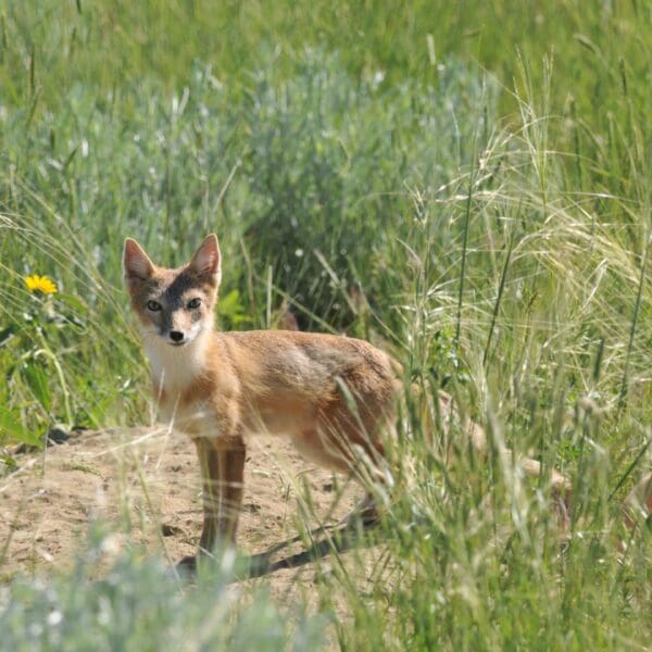 The Swift Fox: Wildlife of the Week – 2023 Week 18