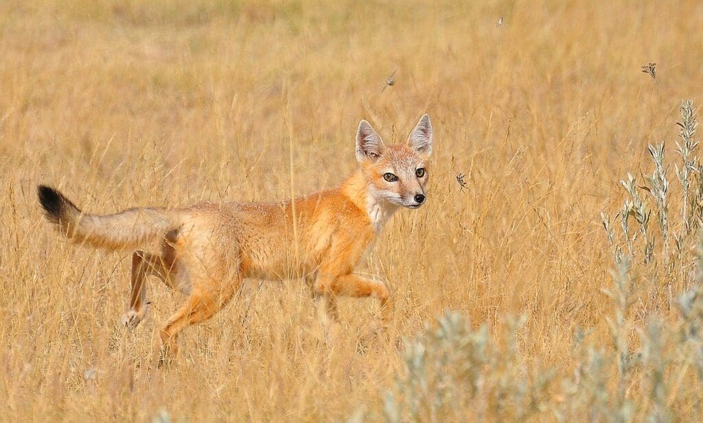 The Swift Fox: Wildlife of the Week – 2023 Week 18 8 A Swift Fox in tall dry grass, running