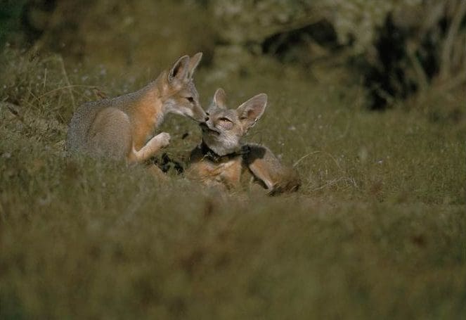The Swift Fox: Wildlife of the Week – 2023 Week 18 7 2 young Swift Foxes sitting in a meadow.