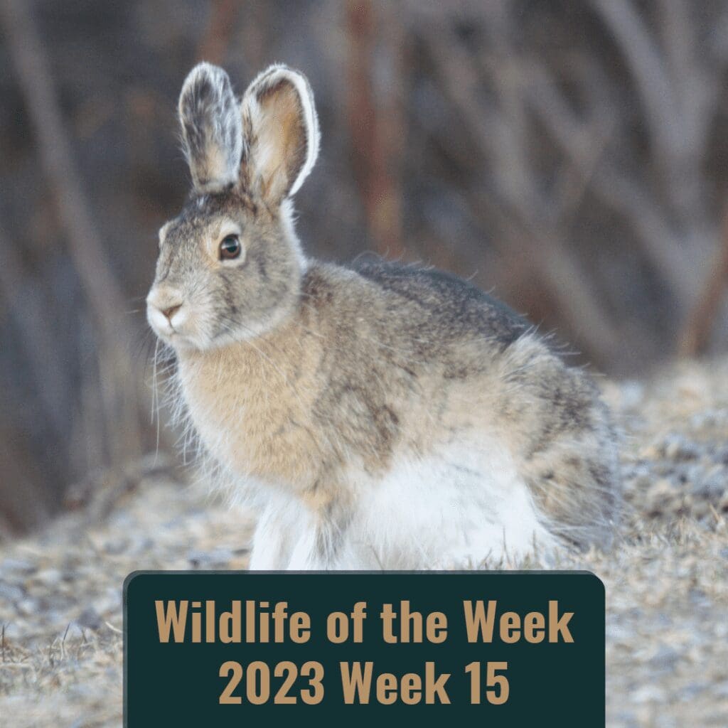 a hare with brown back and white belly