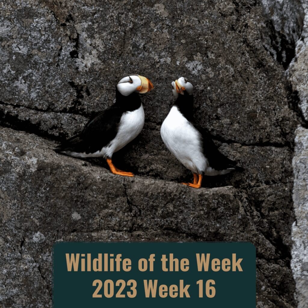 Horned Puffin | by Kenai Fjords National Park