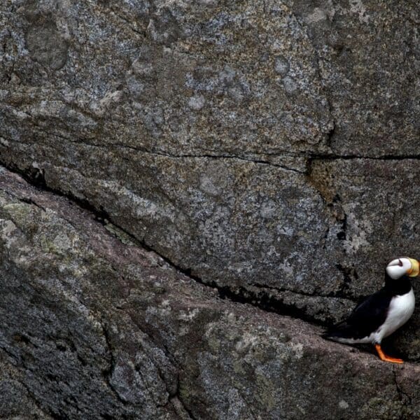 The Beautiful Horned Puffin: Wildlife of the Week – 2023 Week 16