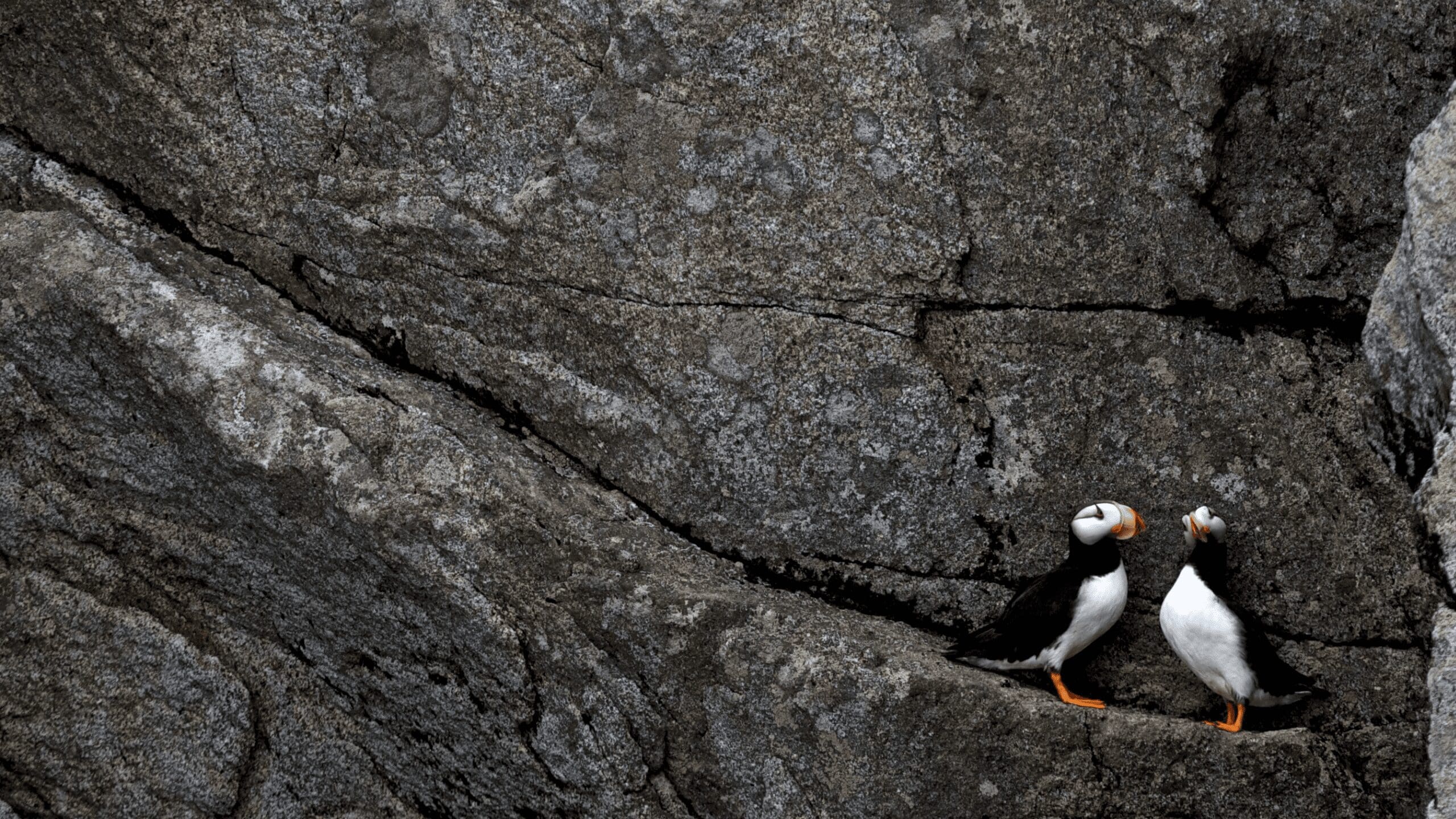 Horned Puffin | by Kenai Fjords National Park