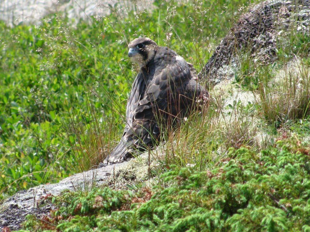 The Promising Peregrine Falcon: Wildlife of the Week – 2023 Week 20 10 A peregrine Falcon on Beech Cliff.