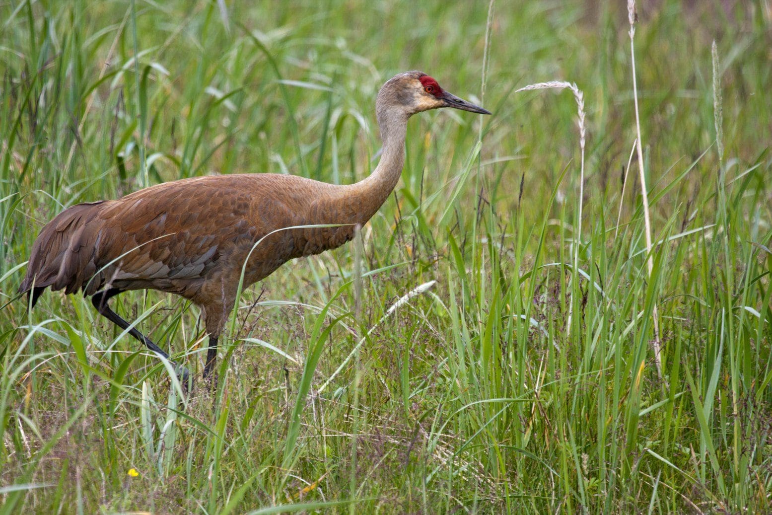The Splendid Sandhill Crane: Wildlife of the Week – 2023 Week 21 9 a large, long-legged bird standing in tall grass