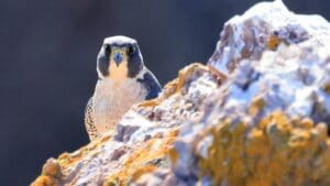 Peregrine falcon peers straight at the camera from behind a rock outcrop.