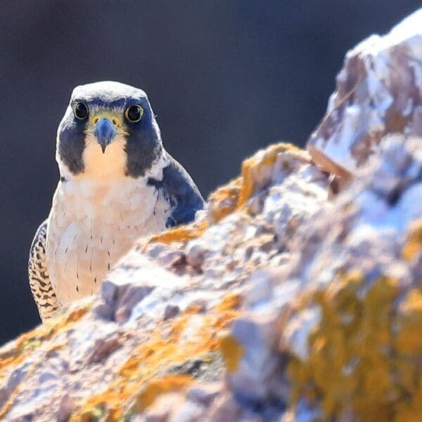 The Promising Peregrine Falcon: Wildlife of the Week – 2023 Week 20