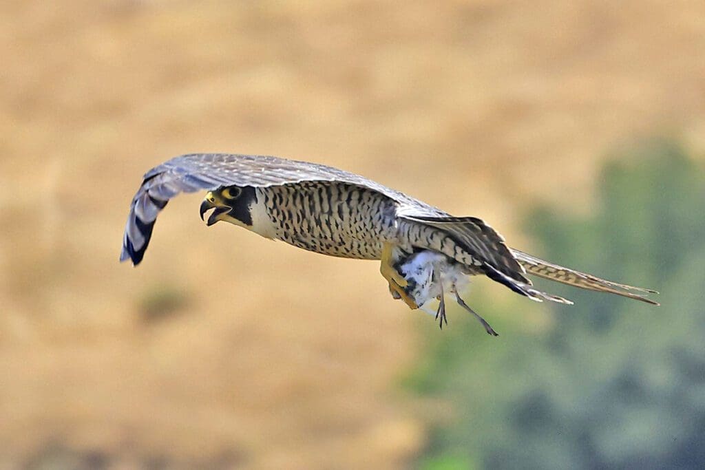 The Promising Peregrine Falcon: Wildlife of the Week – 2023 Week 20 8 Side view of a peregrine falcon in flight, clutching a small bird in its talons.