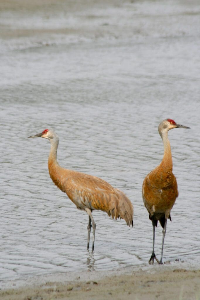 The Splendid Sandhill Crane: Wildlife of the Week – 2023 Week 21 7 Two sandhill cranes, with the distinctive red patches on their heads, stand along the water's edge on the Lake Clark coast.