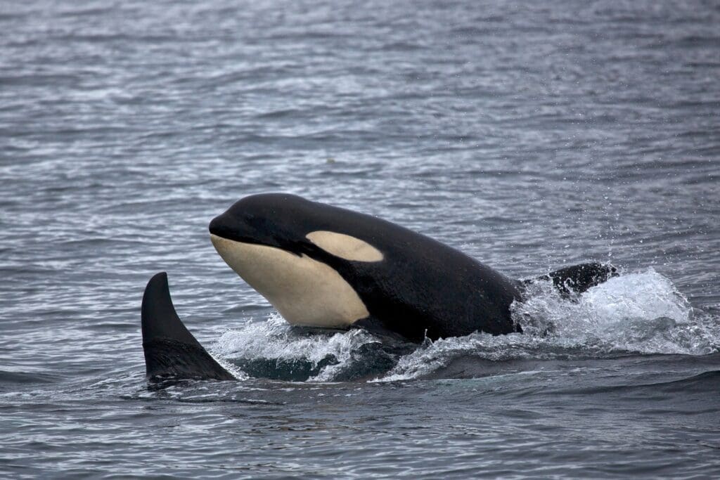 The Intimidating Killer Whale: Wildlife of the Week – 2023 Week 19 6 Orcas in the water