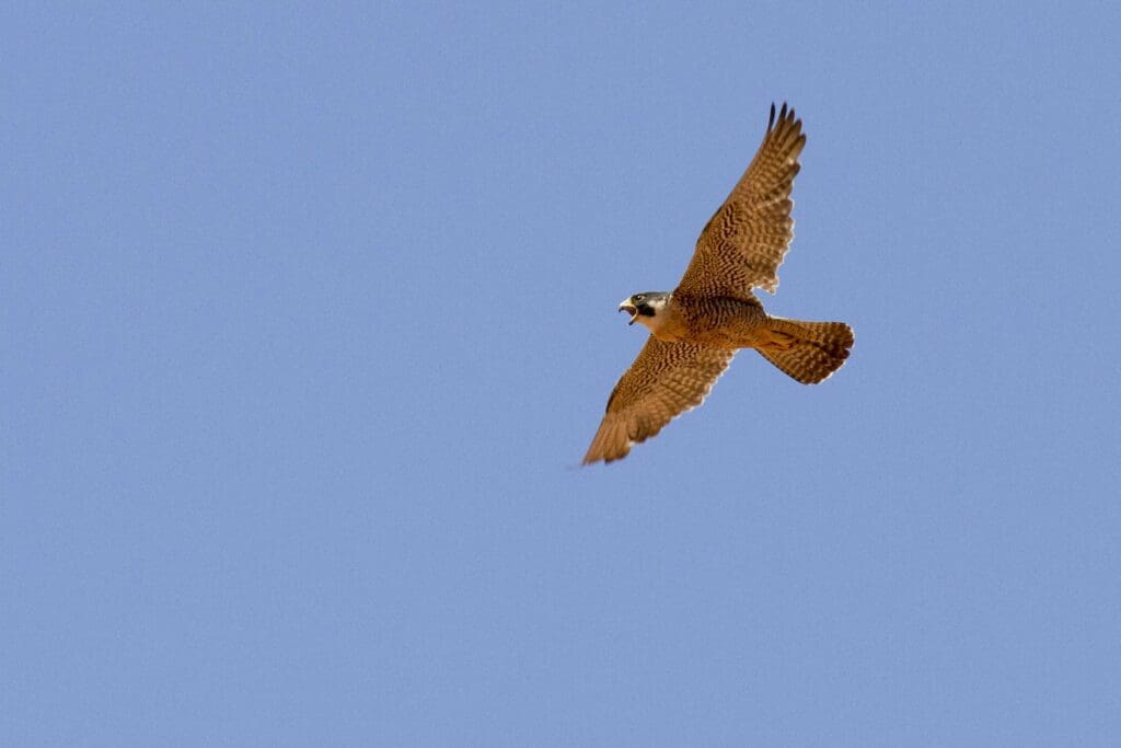 The Promising Peregrine Falcon: Wildlife of the Week – 2023 Week 20 9 Peregrine Falcon soaring with a blue sky background