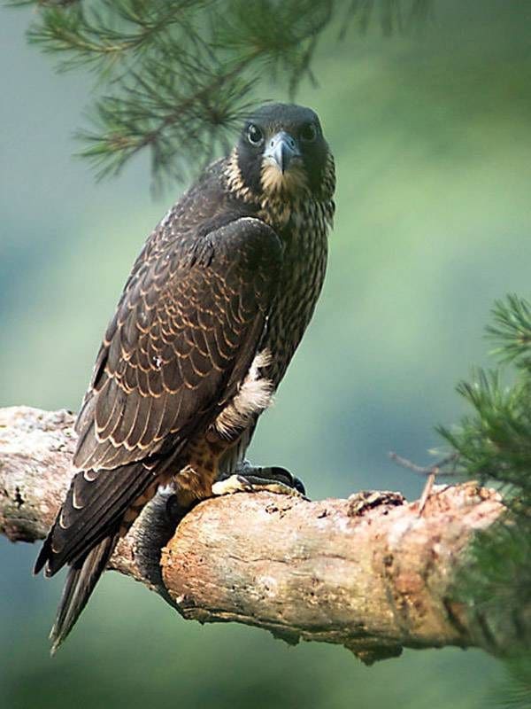 The Promising Peregrine Falcon: Wildlife of the Week – 2023 Week 20 6 Peregrine Perched on Branch