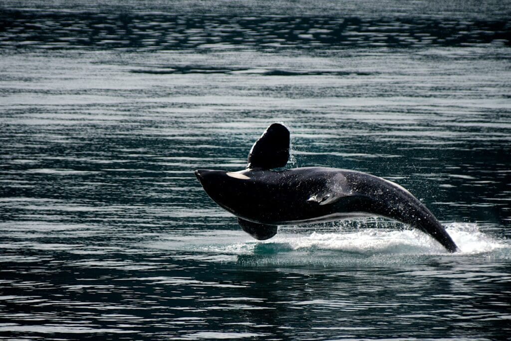 The Intimidating Killer Whale: Wildlife of the Week – 2023 Week 19 8 An orca breaches out of the open water.