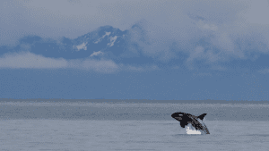 An orca breaches out of the open water.