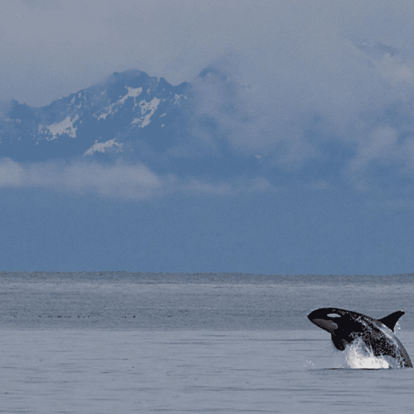 The Intimidating Killer Whale: Wildlife of the Week – 2023 Week 19